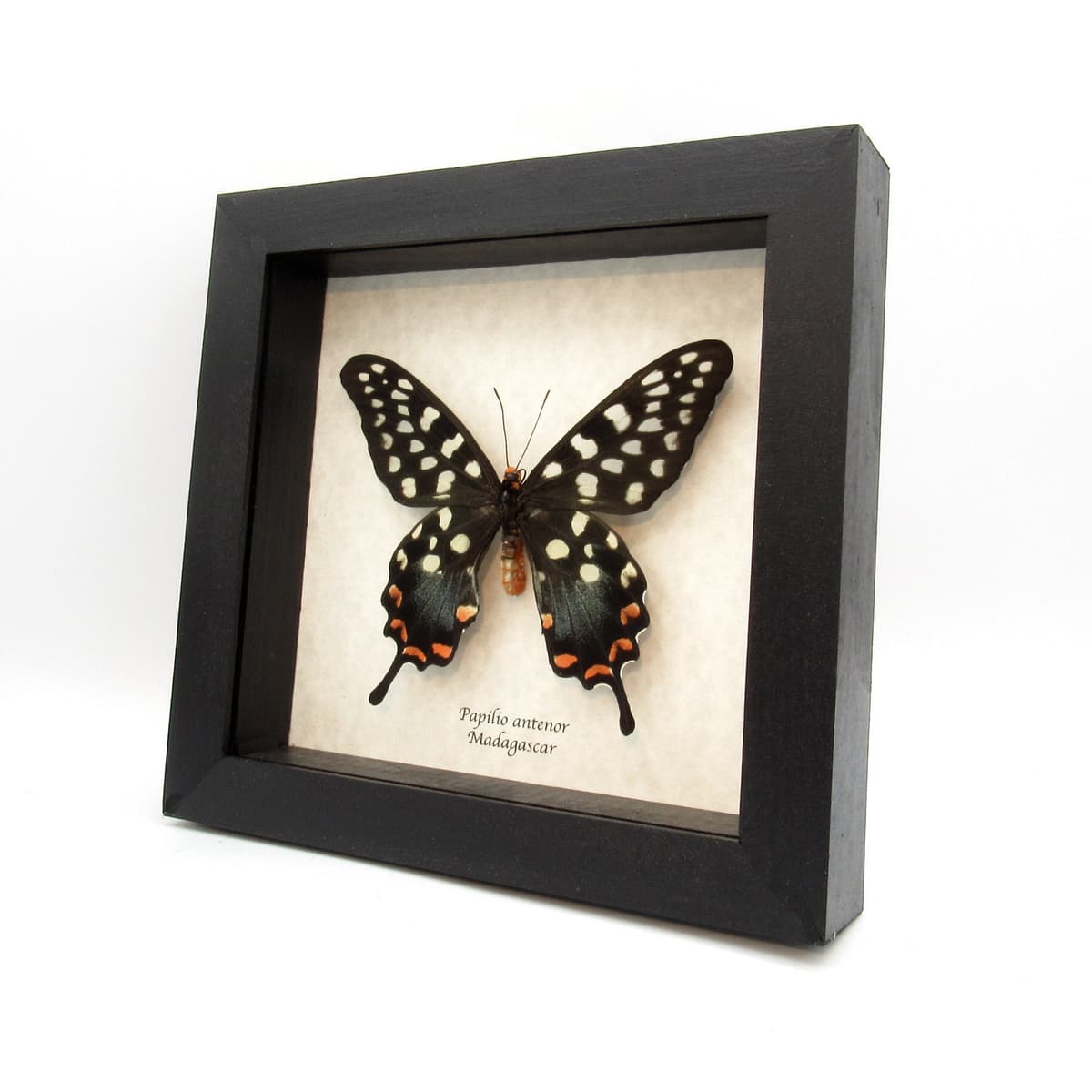Real Giant Swallowtail butterfly framed taxidermy - Papilio antenor