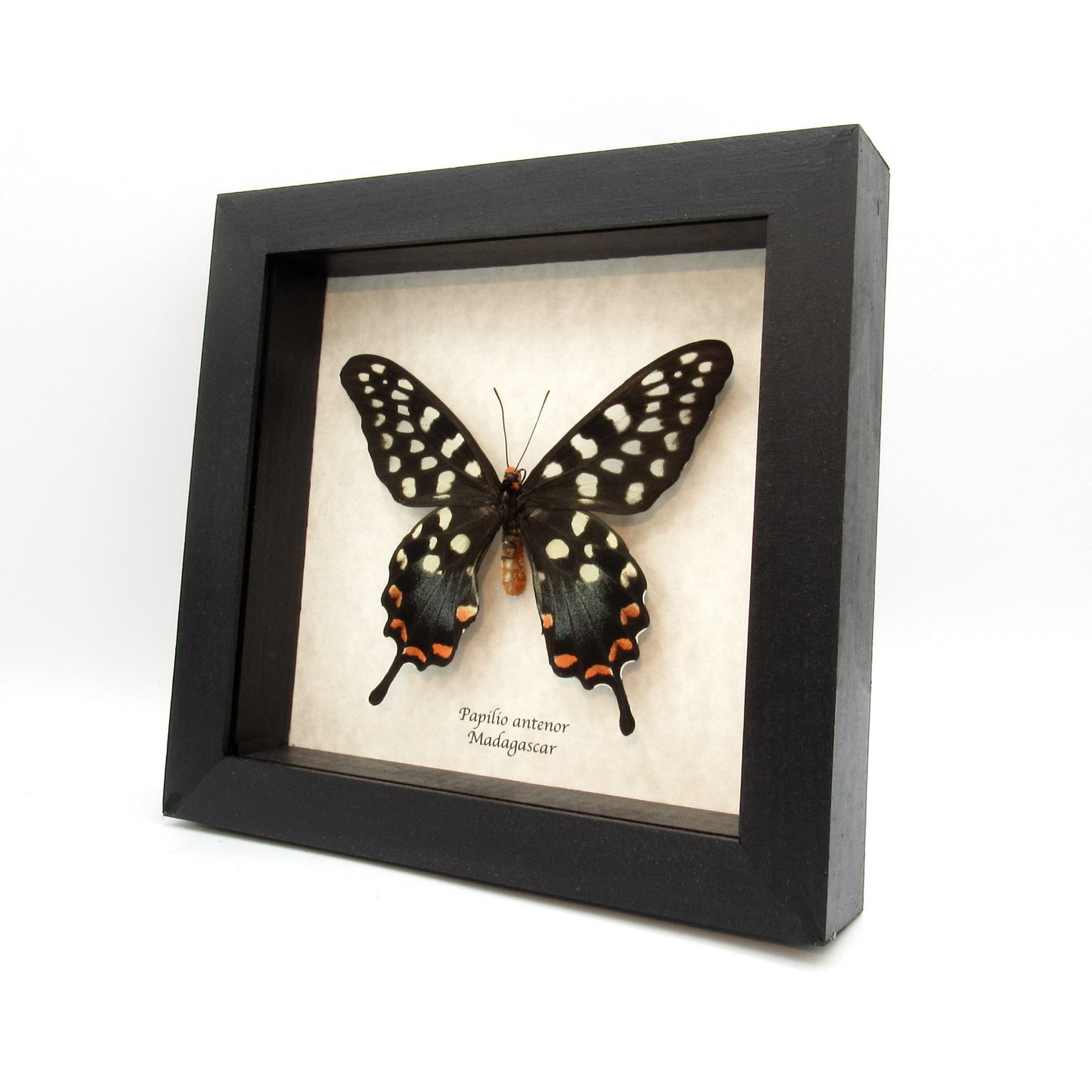 Real Giant Swallowtail butterfly framed taxidermy - Papilio antenor
