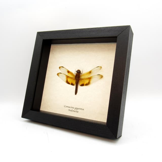 Rare Giant Forest Skimmer Dragonfly framed taxidermy - Camacina gigantea - female