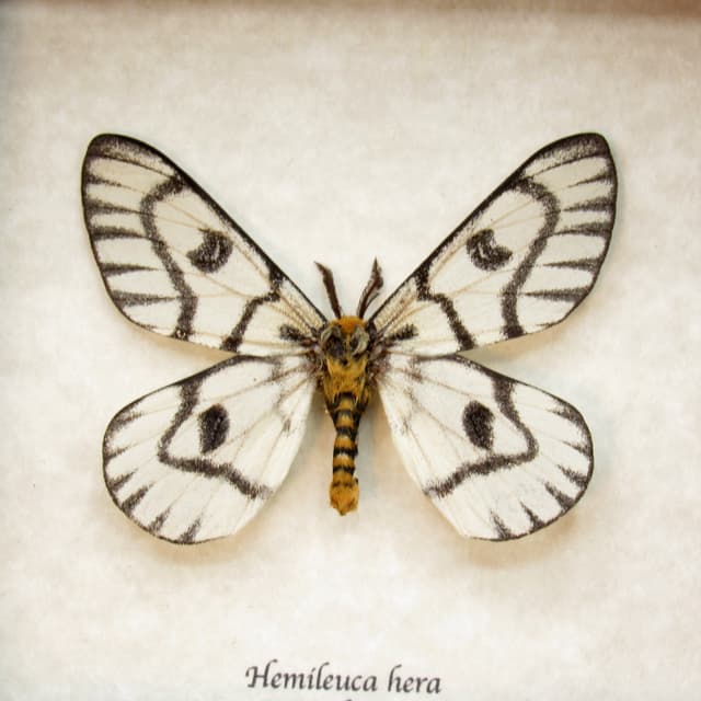 Rare Sagebrush Sheep moth framed taxidermy - Hemileuca hera