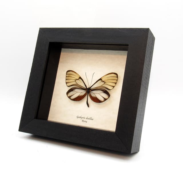 Real Glasswing butterfly framed taxidermy - Godyris duillia