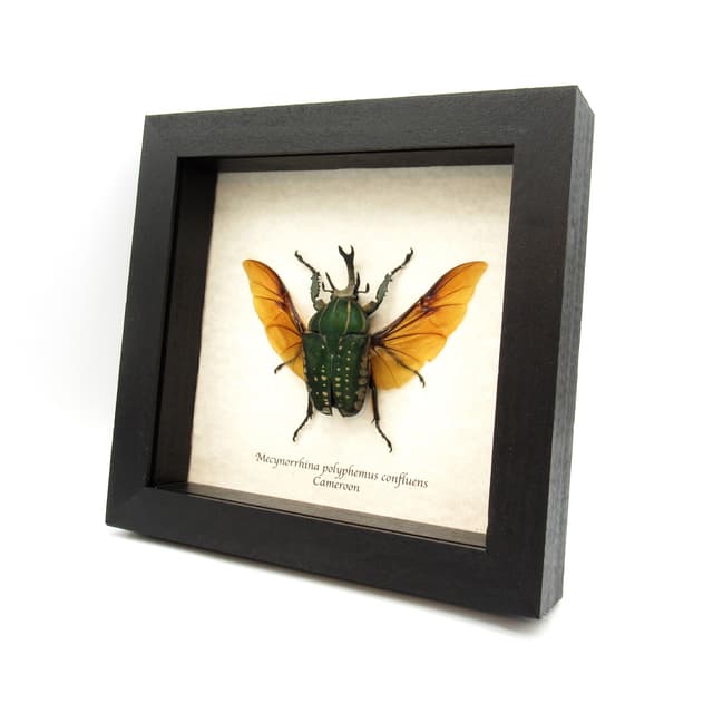 Very large real Scarab beetle framed taxidermy - Mecynorrhina polyphemus confluens