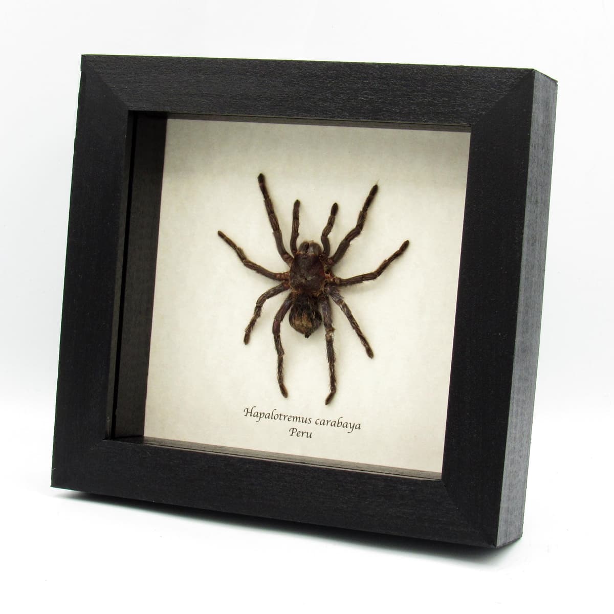 Real hairy Tarantula framed taxidermy - Hapalotremus carabaya