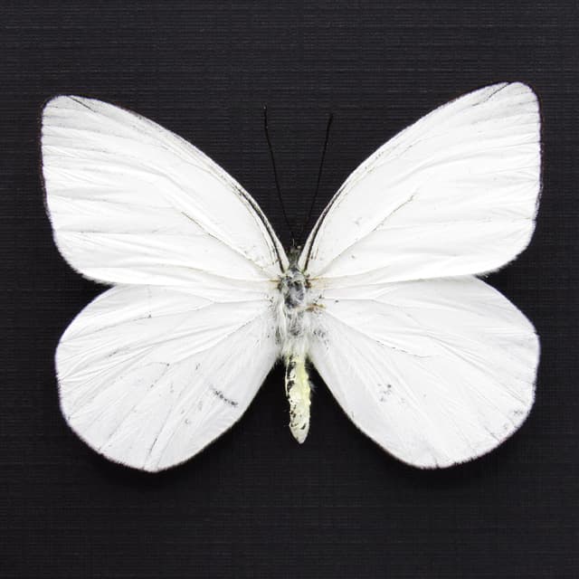 Real White Delias butterfly framed taxidermy - Delias dohertyi knowlei