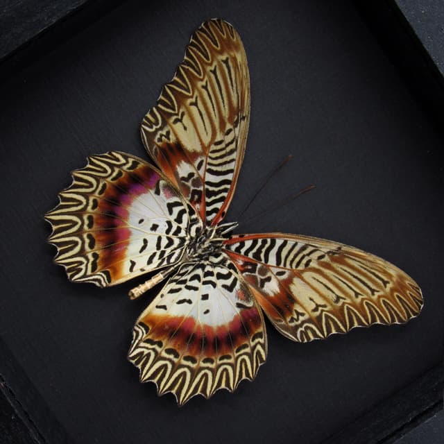 Rare Violet Lacewing butterfly framed specimen - Cethosia myrina melancholica