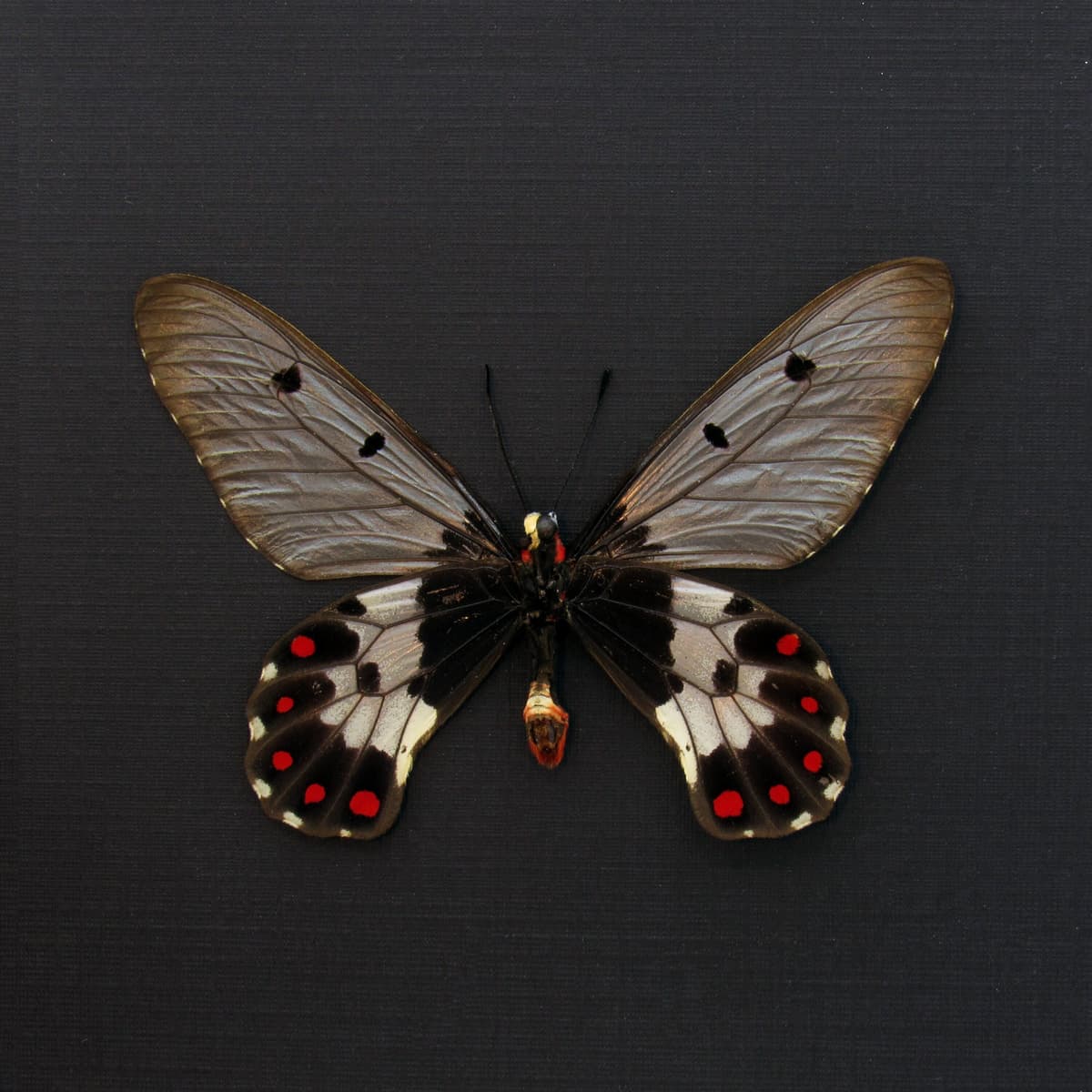 Real Clearwing Swallowtail butterfly framed taxidermy - Cressida cressida