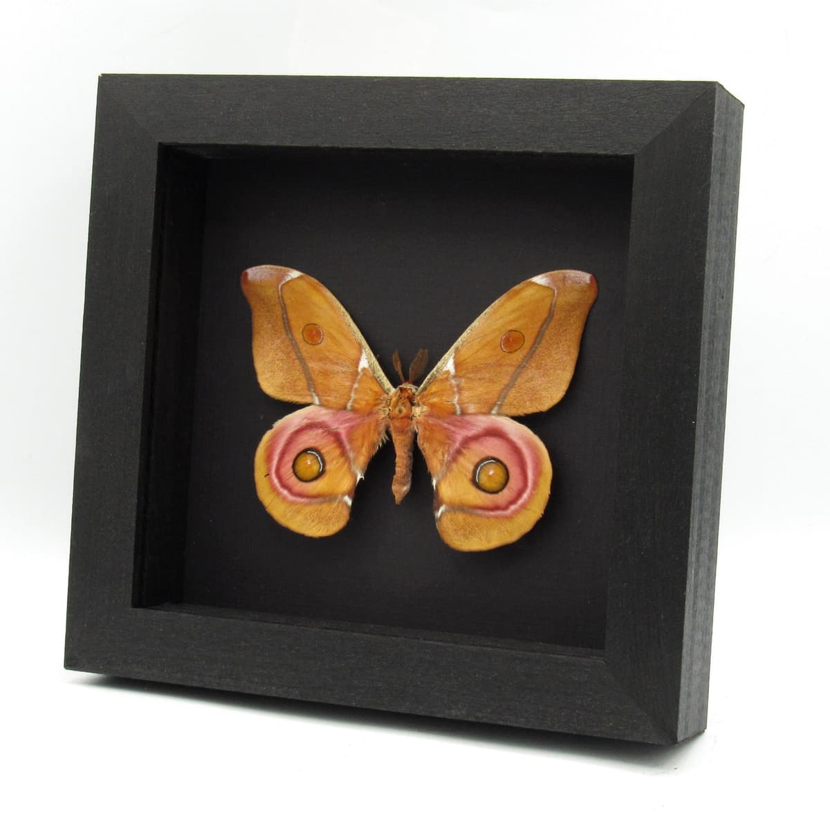 Real Madagascar Bullseye moth framed taxidermy - Antherina suraka - large