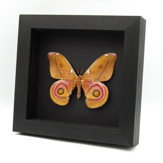 Real Madagascar Bullseye moth framed taxidermy - Antherina suraka - large