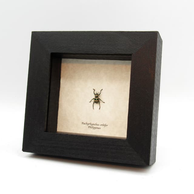 WEEVIL MANIA - Real glittering pink beetle framed taxidermy - Pachyrhynchus orbifer