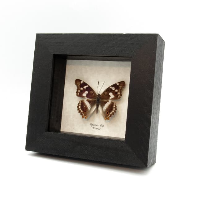 Real Lesser Purple Emperor butterfly framed taxidermy - Apatura ilia