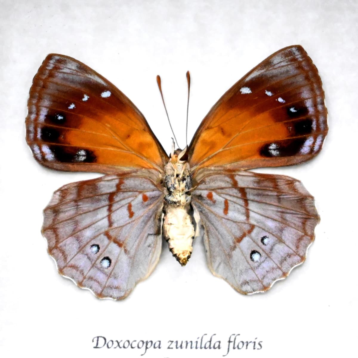 Real lavender Dingy Emperor butterfly framed taxidermy - Doxocopa zunilda floris - female