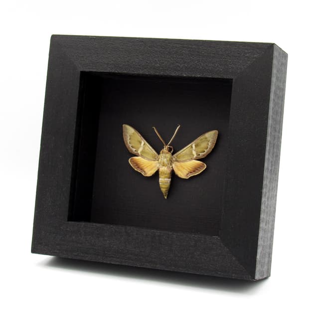 Rare green Madder Hawkmoth framed taxidermy - Rethera komarovi