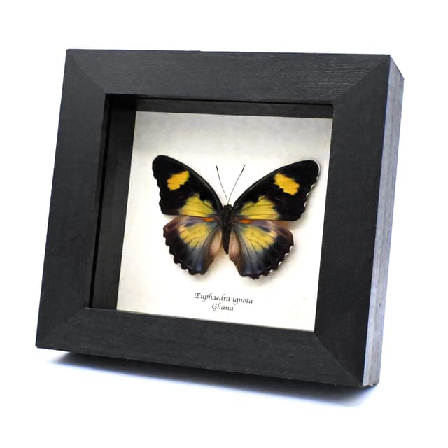 Rare Ghana Ceres Forester butterfly framed taxidermy - Euphaedra ignota - female