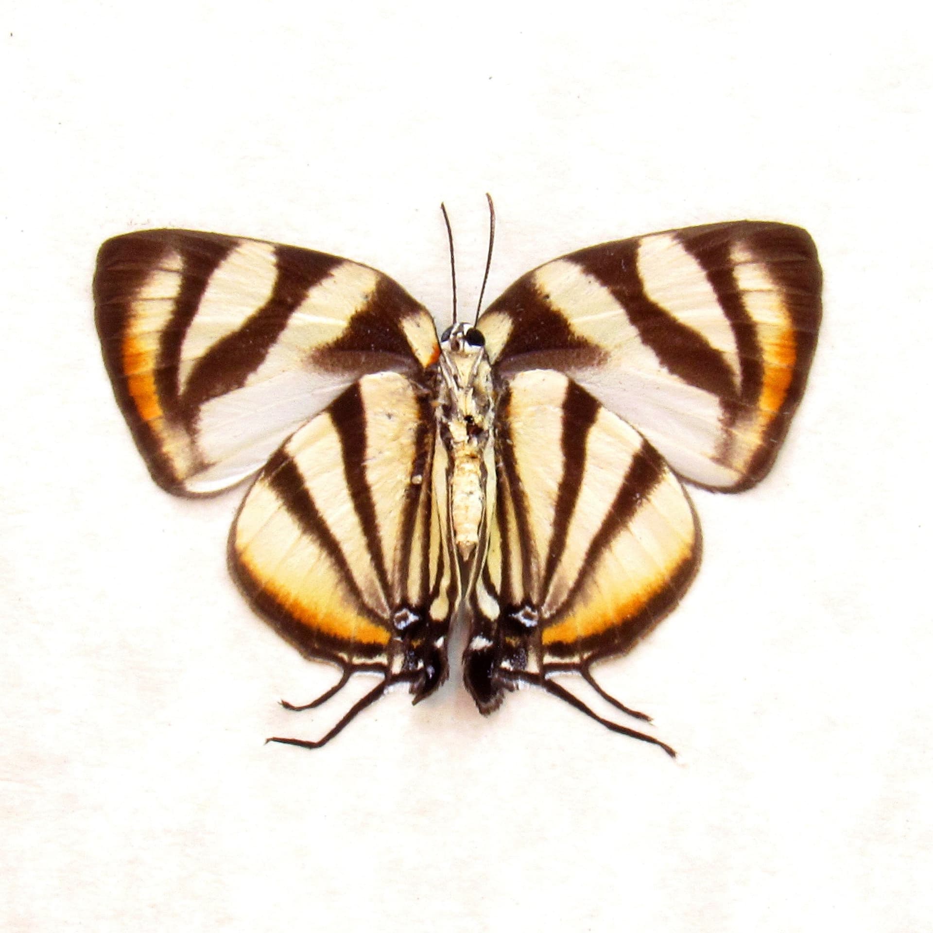 Real Phaleros Hairstreak butterfly framed taxidermy - Panthiades phaleros - female - Victorian mount