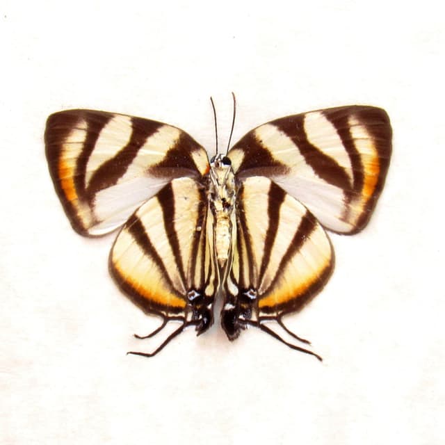Real Phaleros Hairstreak butterfly framed taxidermy - Panthiades phaleros - female - Victorian mount