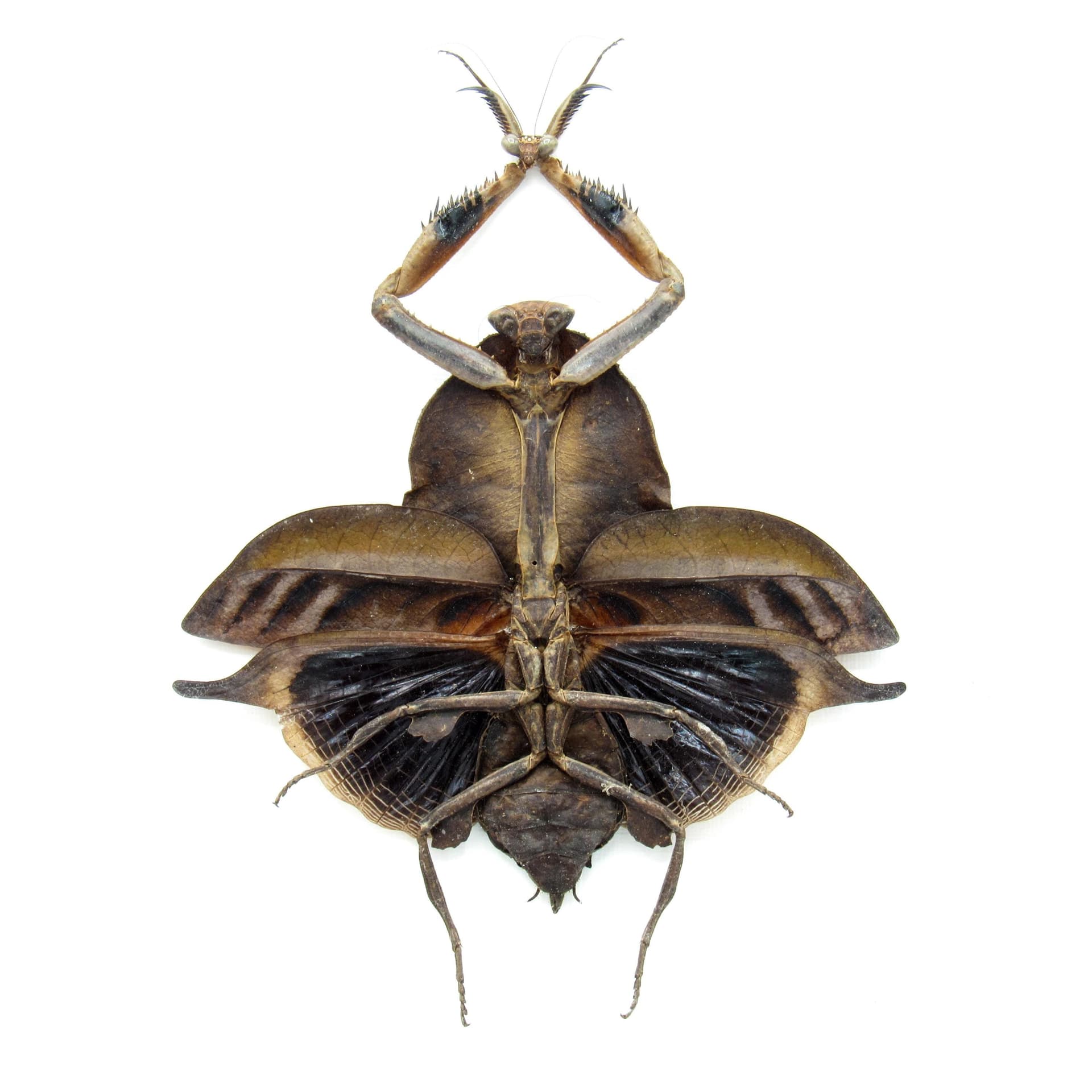 Real Leaf Mantis Displaying the Severed Head of her Lover in Triumph
