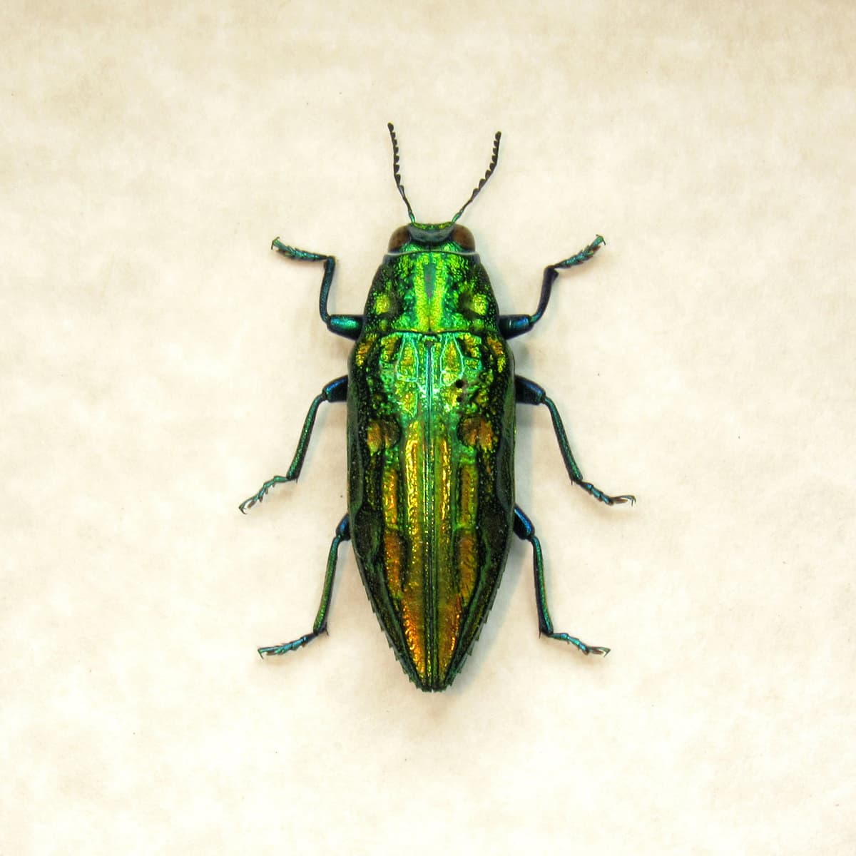 Real metallic beetle framed taxidermy - Chrysodema smaragdula