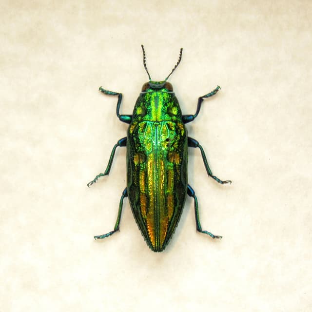 Real metallic beetle framed taxidermy - Chrysodema smaragdula