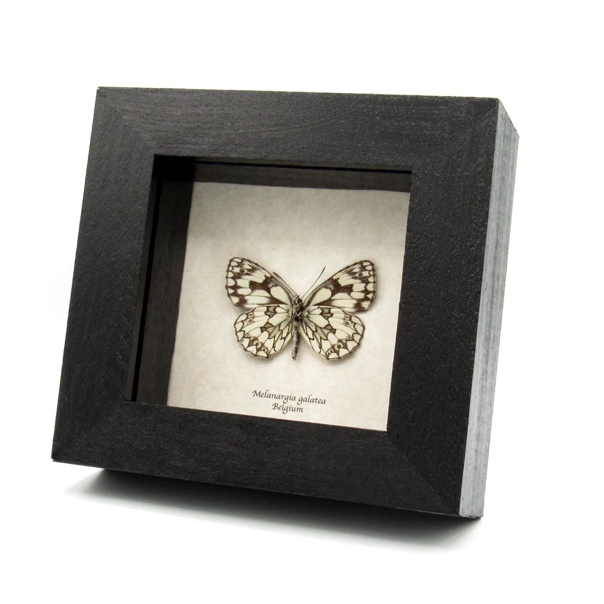 Real black and white butterfly framed taxidermy - Melanargia galatea