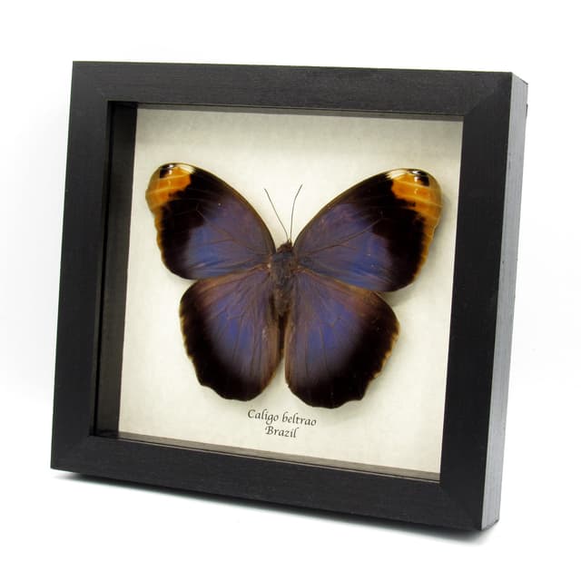 Real GIANT purple Owl Butterfly framed taxidermy - Caligo beltrao