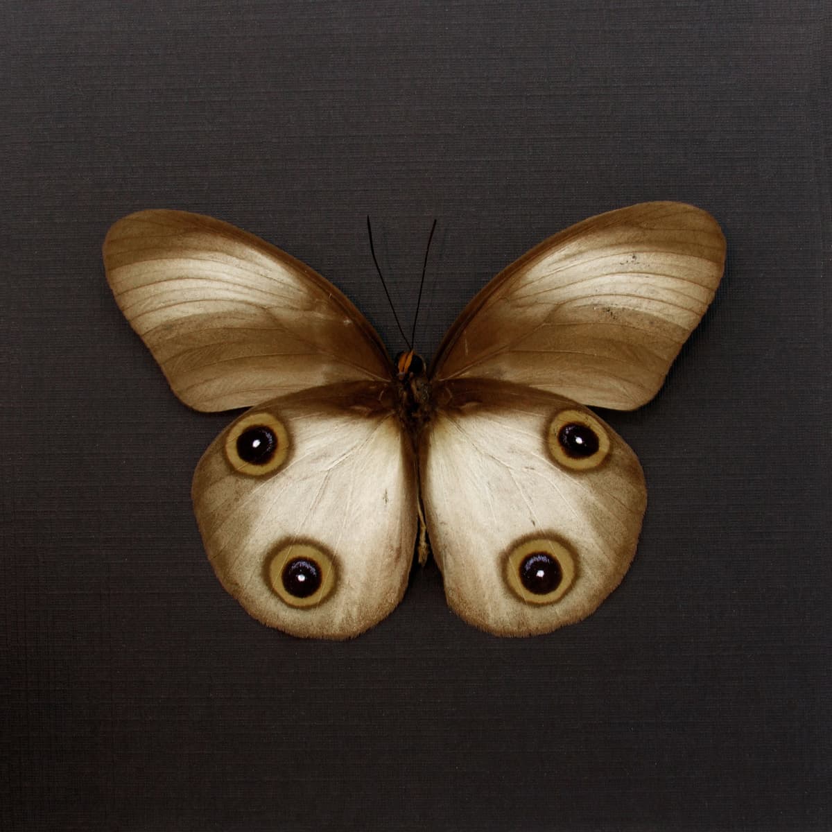 Real Owl butterfly framed taxidermy - Taenaris artemis