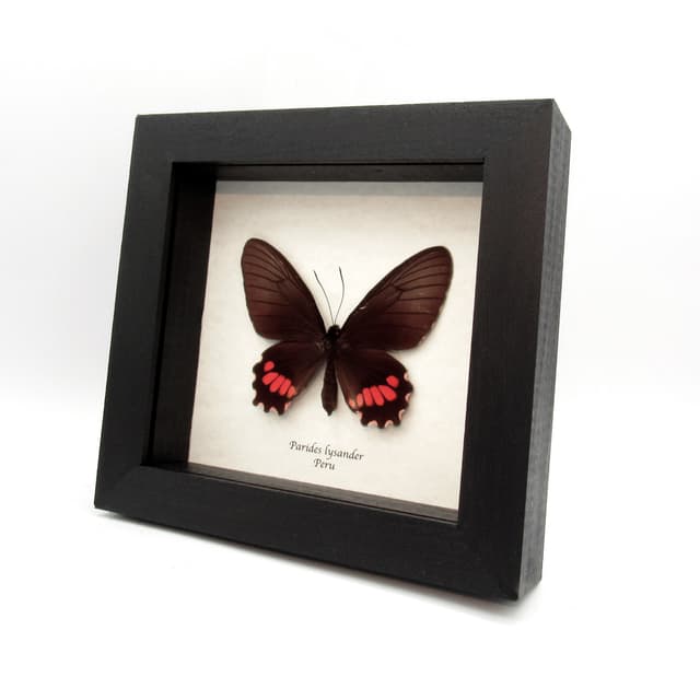 Real pink Cattleheart butterfly framed taxidermy - Parides lysander - female