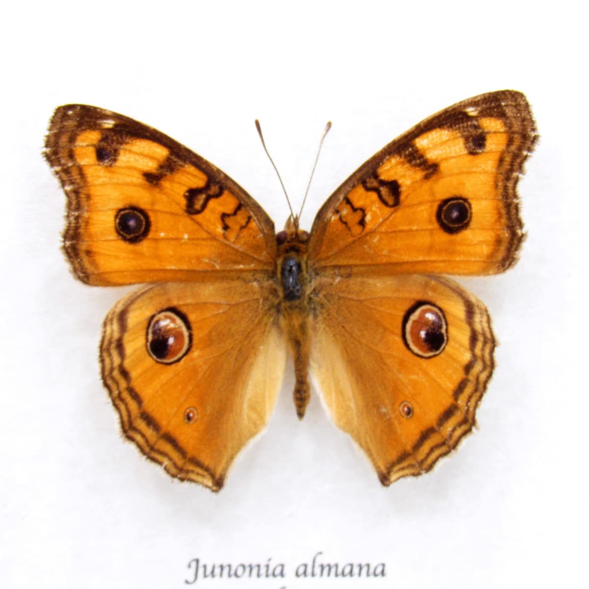 Real Peacock Pansy butterfly framed taxidermy - Junonia almana - Victorian mount