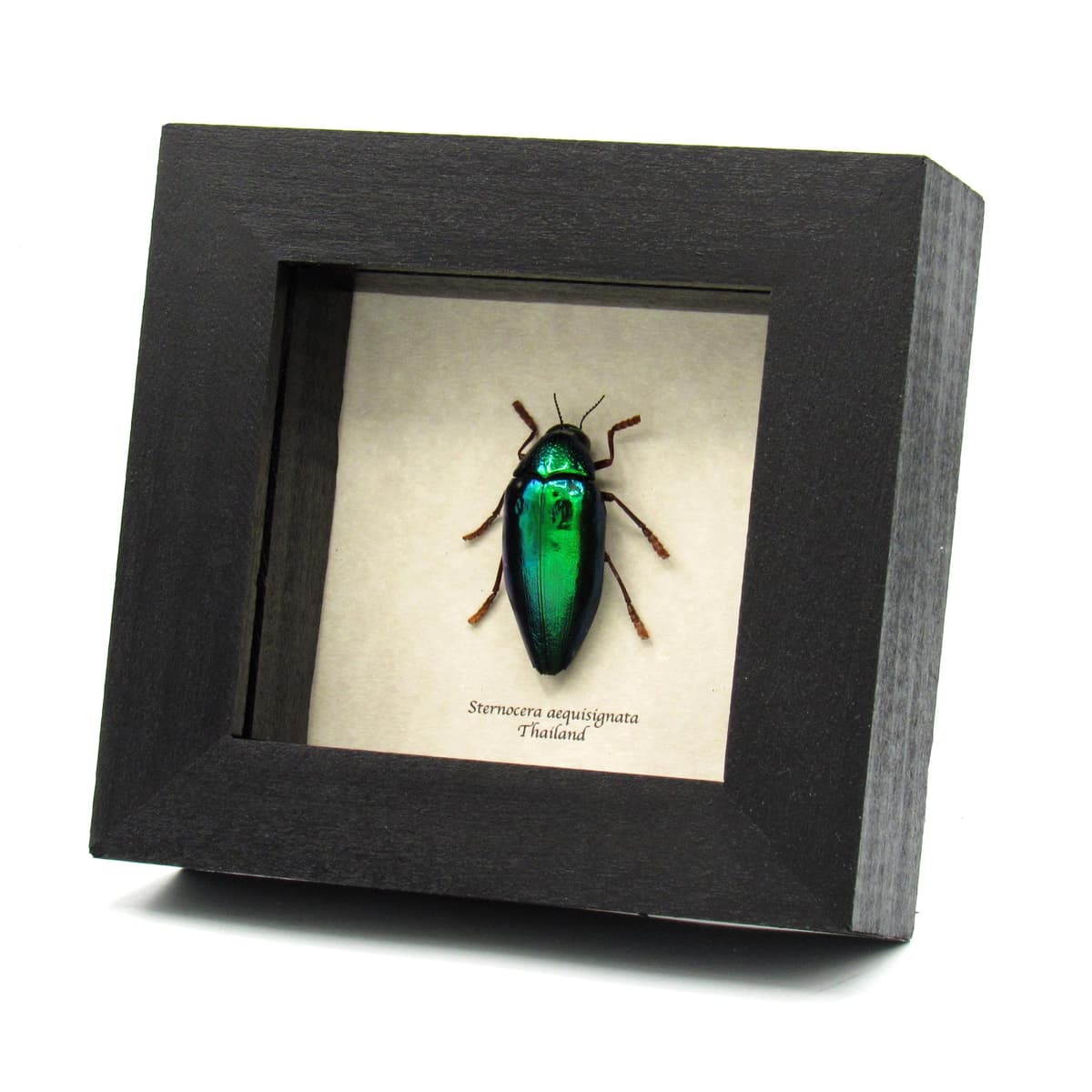 Real metallic green beetle framed taxidermy - Sternocera aequisignata