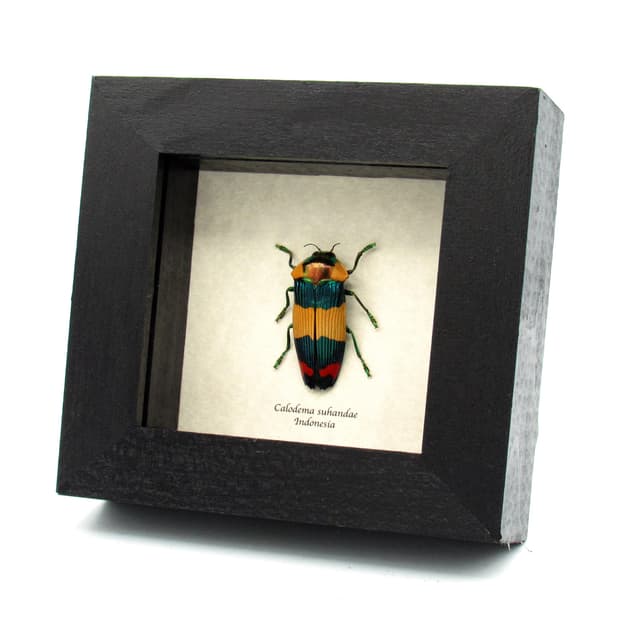 Very rare Jewel beetle framed specimen - Calodema suhandae
