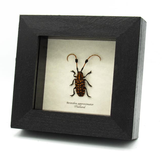 Real Longhorn beetle framed taxidermy - Aristobia approximator