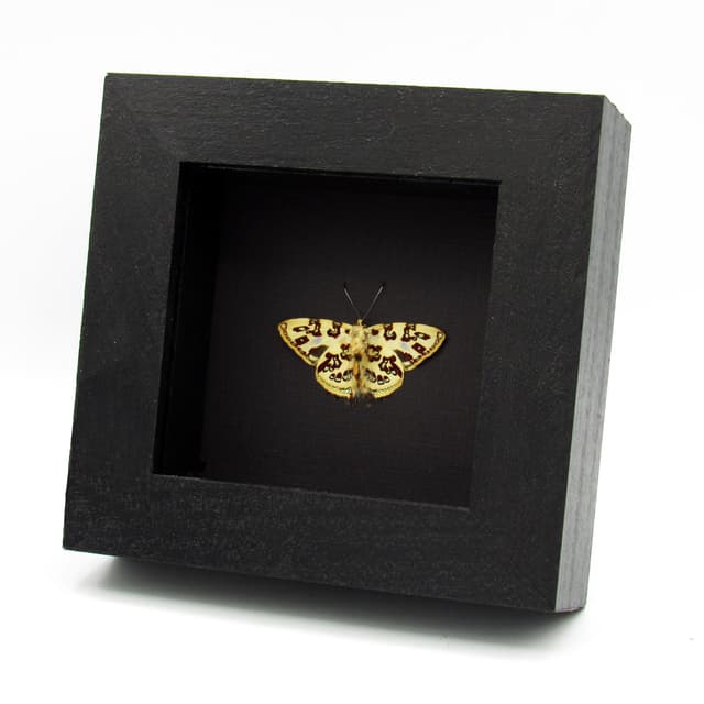 Rare metallic gold Metalmark butterfly framed taxidermy - Anteros acheus - Victorian mount