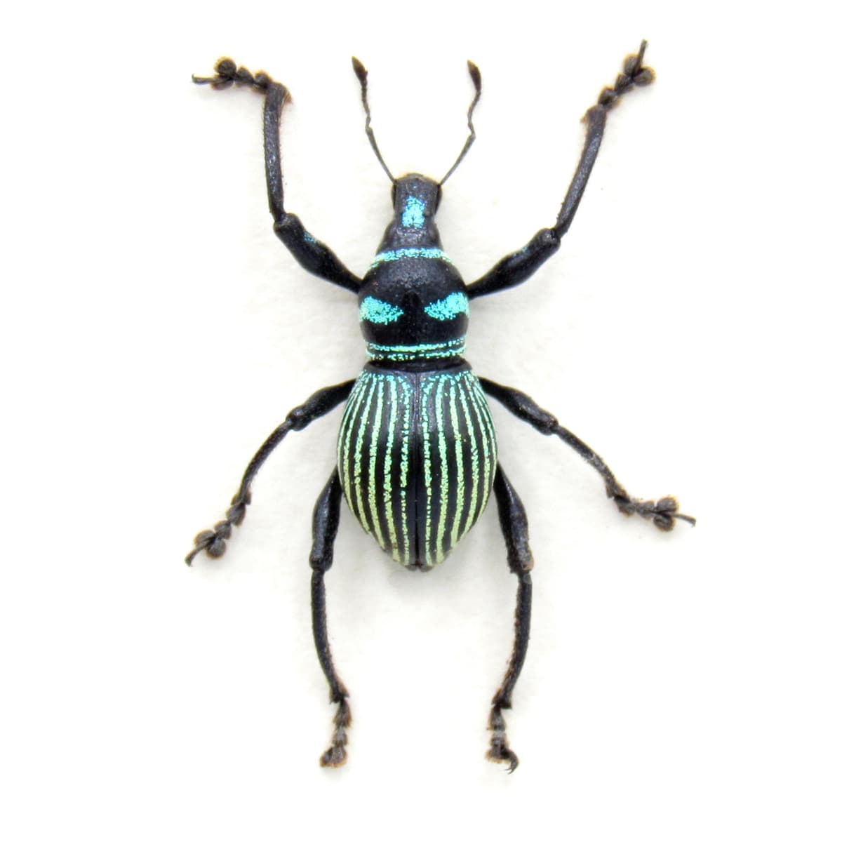 WEEVIL MANIA - Rare striped beetle framed taxidermy - Metapocyrtus species