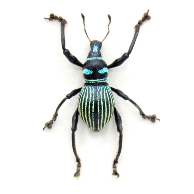 WEEVIL MANIA - Rare striped beetle framed taxidermy - Metapocyrtus species