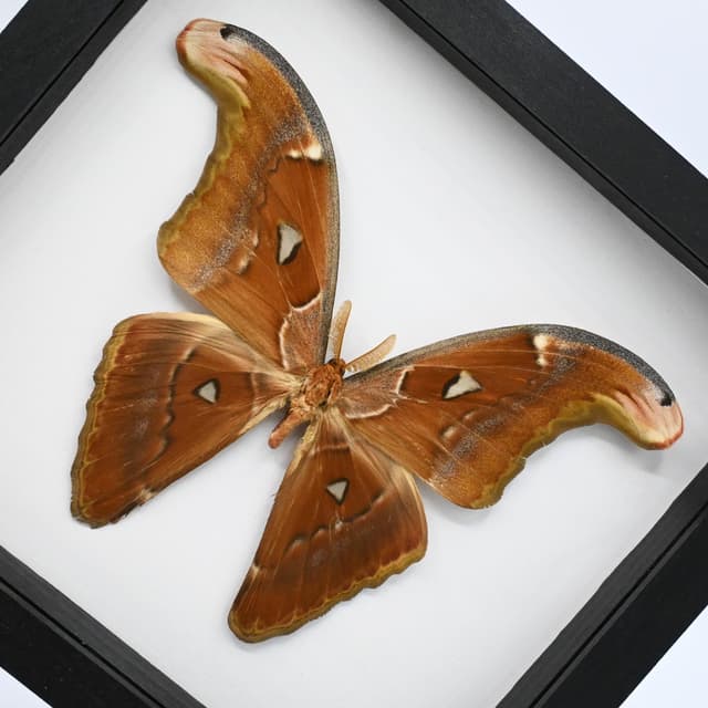 Real Giant Atlas moth framed specimen- Attacus paraliae