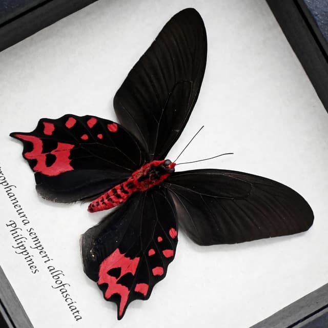 Real Vampire butterfly framed taxidermy - Atrophaneura semperi albofasciata