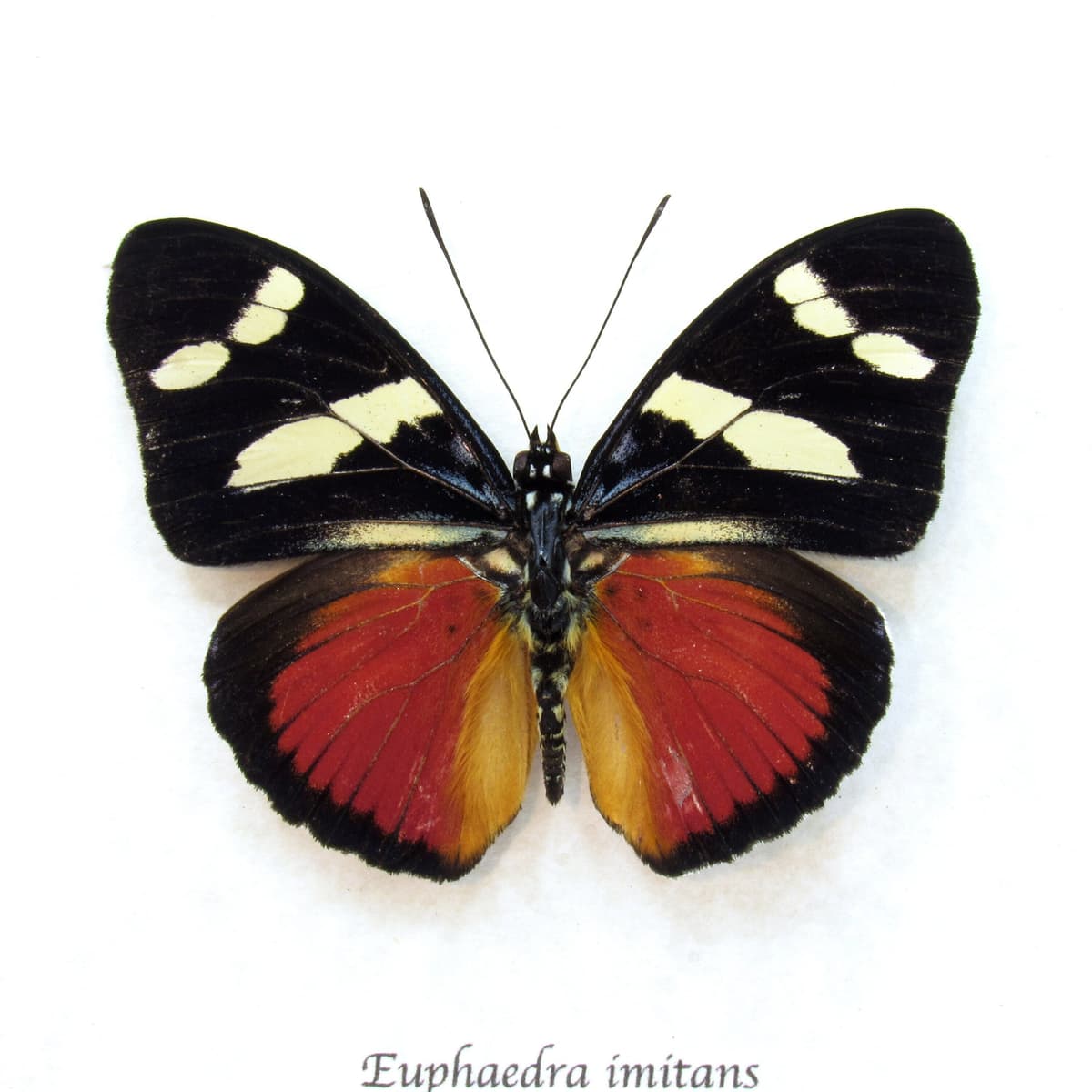 Rare Equatorial Mimic Forester butterfly framed taxidermy - Euphaedra imitans