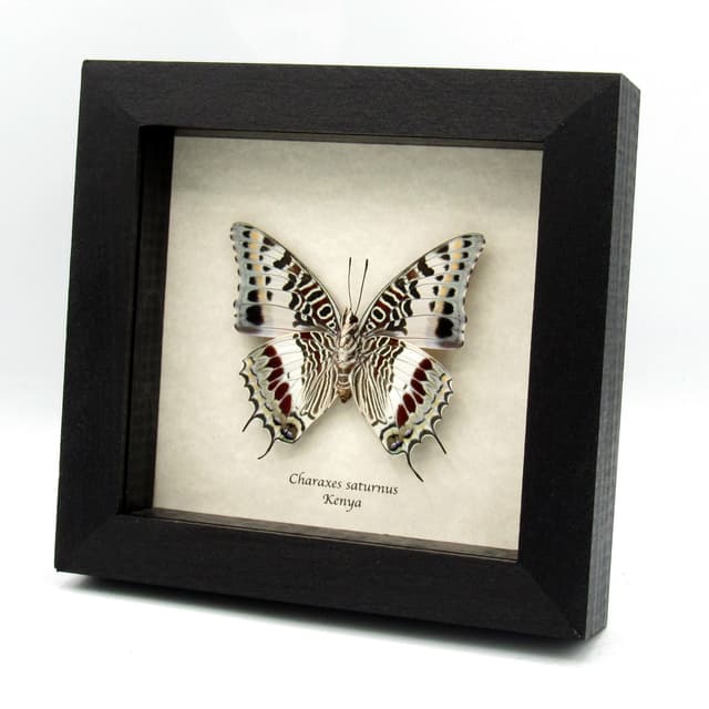 Rare Foxy Charaxes butterfly framed specimen - Charaxes saturnus