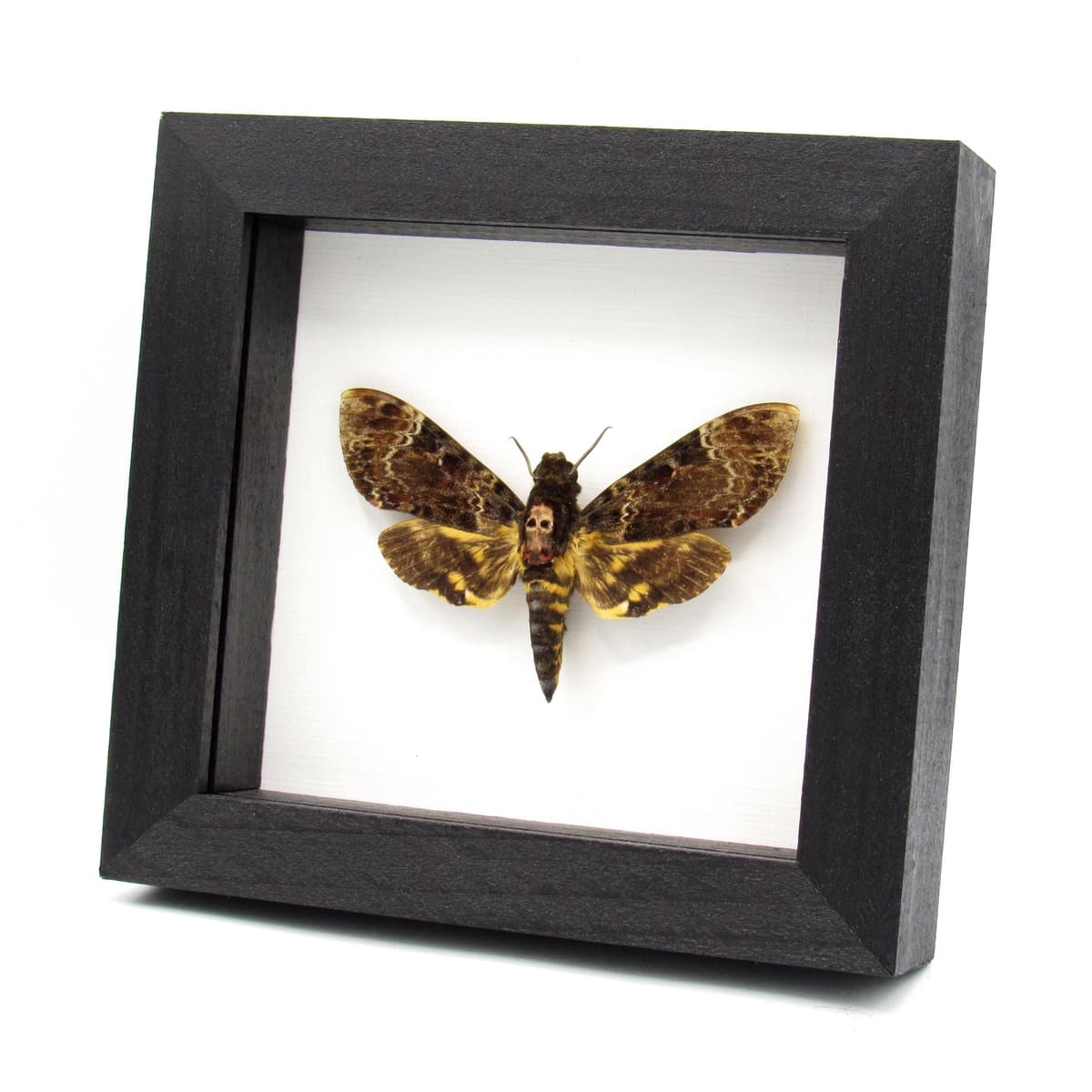 Real large Deaths Head Hawk moth framed taxidermy - Acherontia lachesis