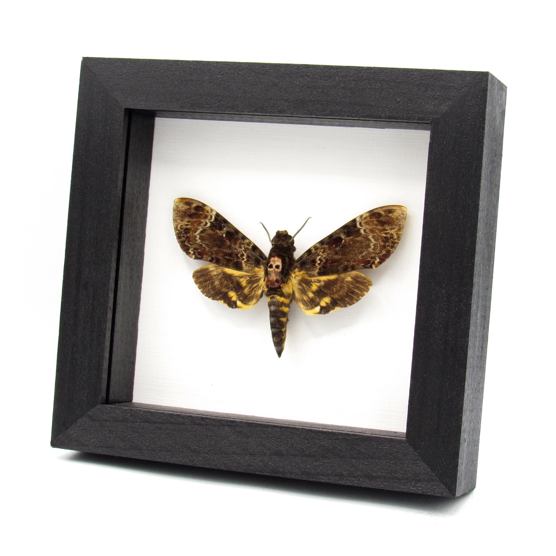 Real large Deaths Head Hawk moth framed taxidermy - Acherontia lachesis