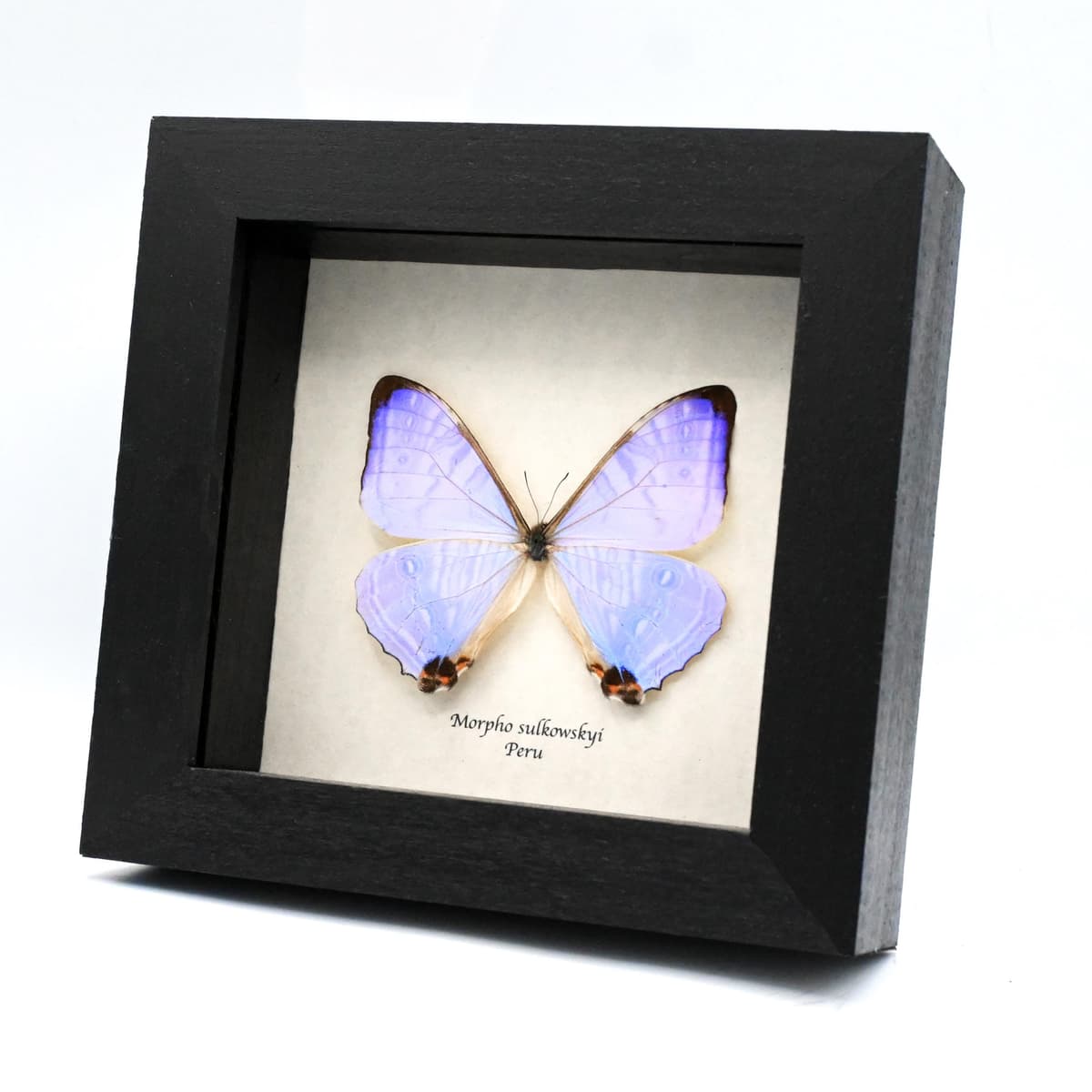 Real Pearl Morpho butterfly framed taxidermy - Morpho sulkowskyi