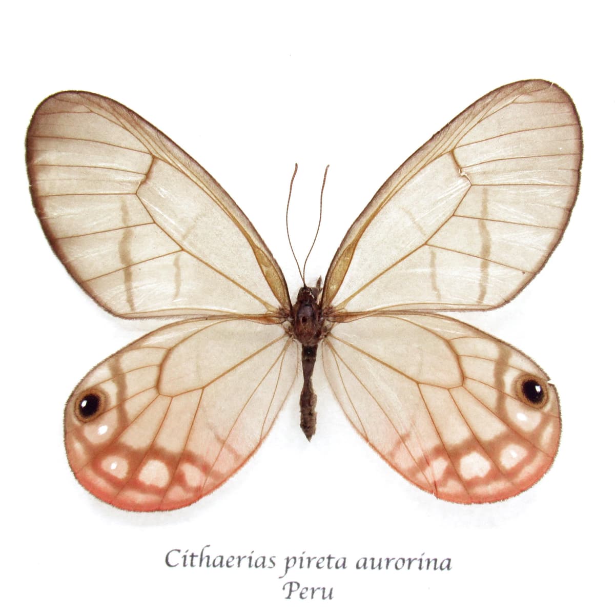 Real pink Blushing Phantom butterfly framed taxidermy - Cithaerias pireta aurorina - female