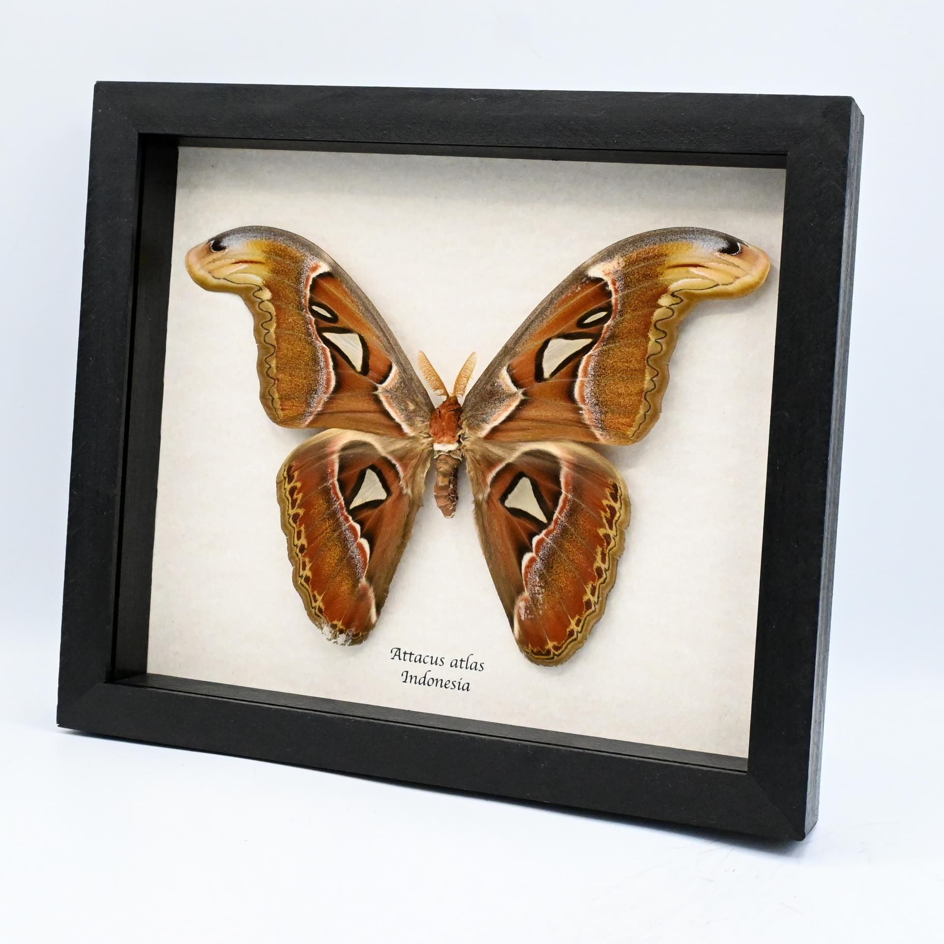 Real Giant Atlas moth framed taxidermy - Attacus atlas - 8.5 inch wingspan