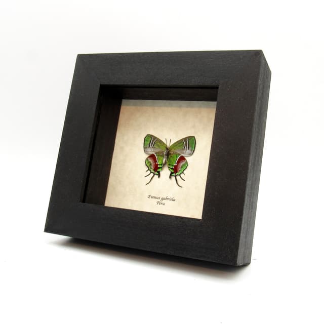 Rare metallic green framed taxidermy butterfly - Evenus gabriela