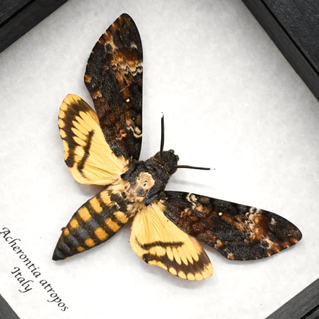 Real Large Death's-head Hawkmoth framed taxidermy moth - Acherontia atropos