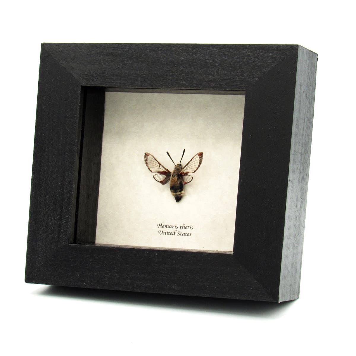 Real California Clearwing moth framed taxidermy - Hemaris thetis