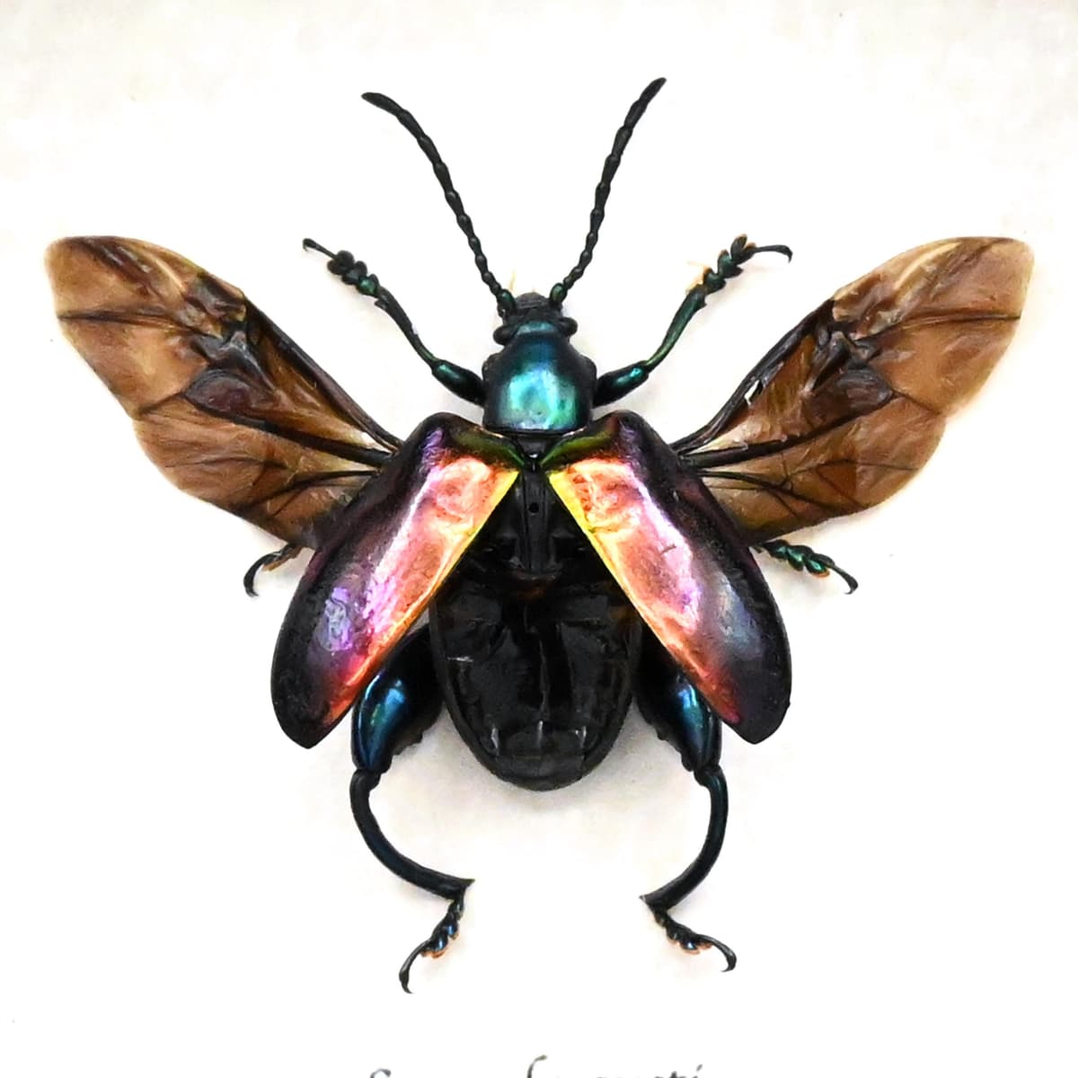 Real Rainbow Frog-Legged Leaf beetle framed taxidermy - Sagra buqueti - female