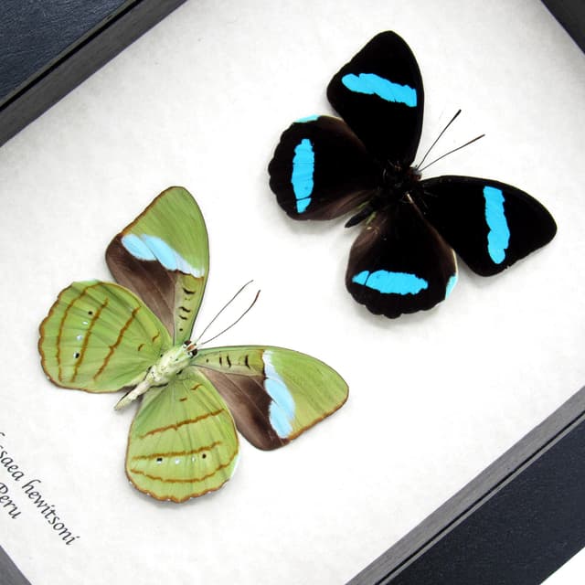 Rare electric blue Olivewing butterfly framed taxidermy - Nessaea hewitsoni - recto and verso mount