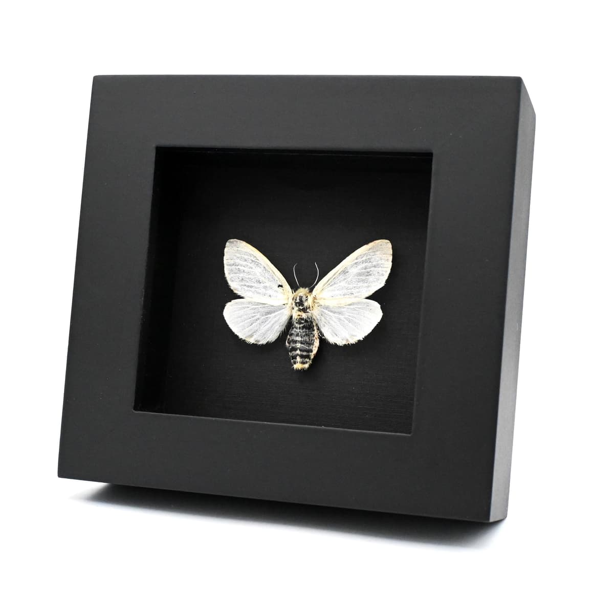 Real White Satin moth framed taxidermy - Leucoma salicis