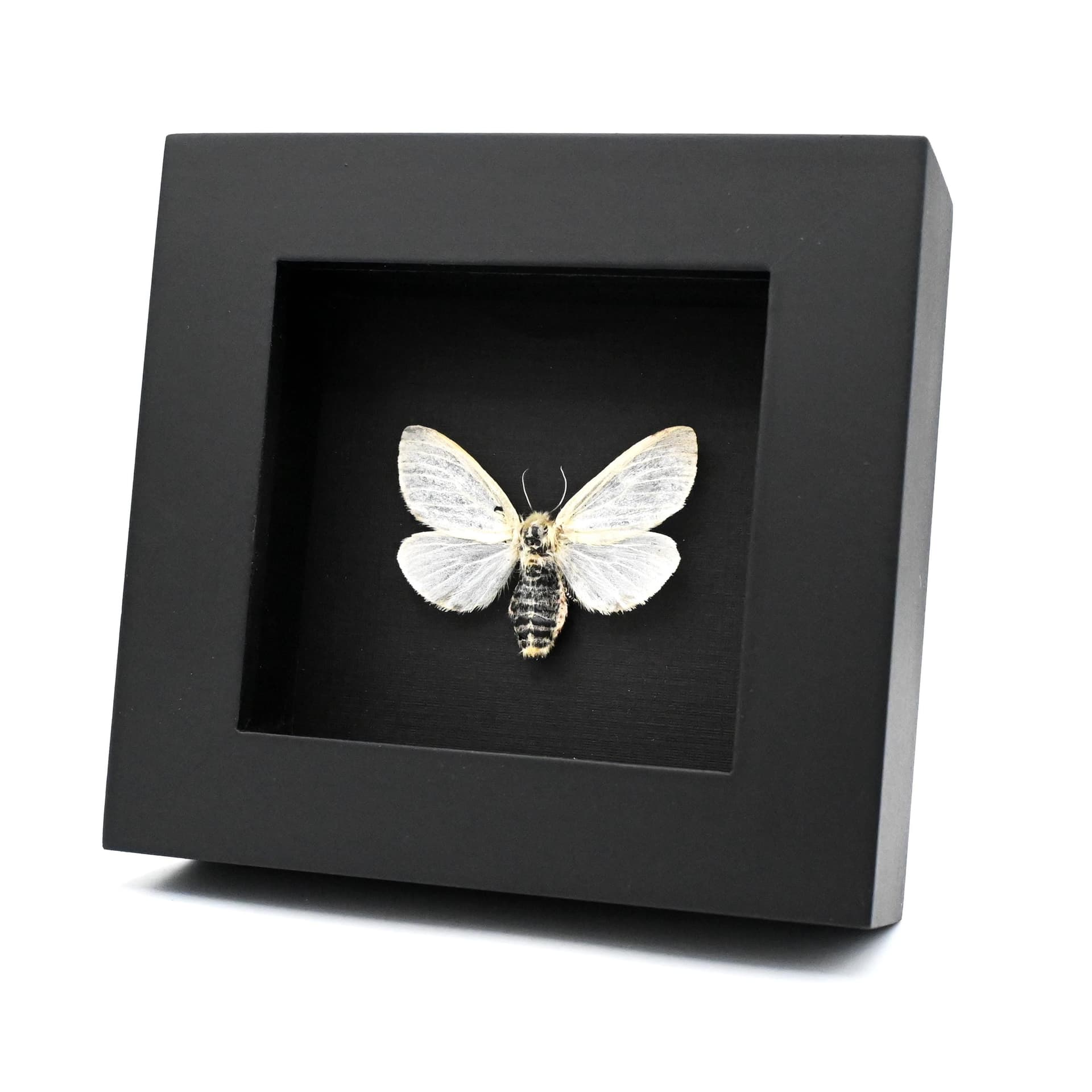 Real White Satin moth framed taxidermy - Leucoma salicis