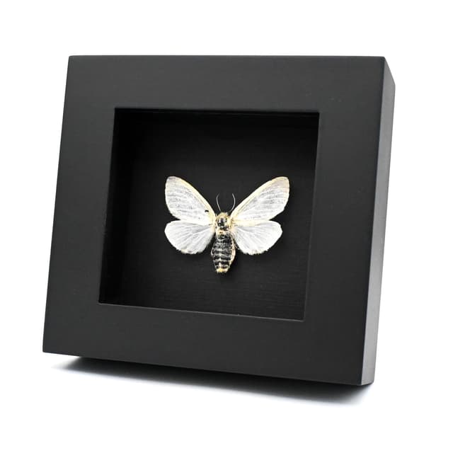Real White Satin moth framed taxidermy - Leucoma salicis